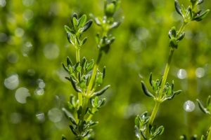 thymes-1287441_640